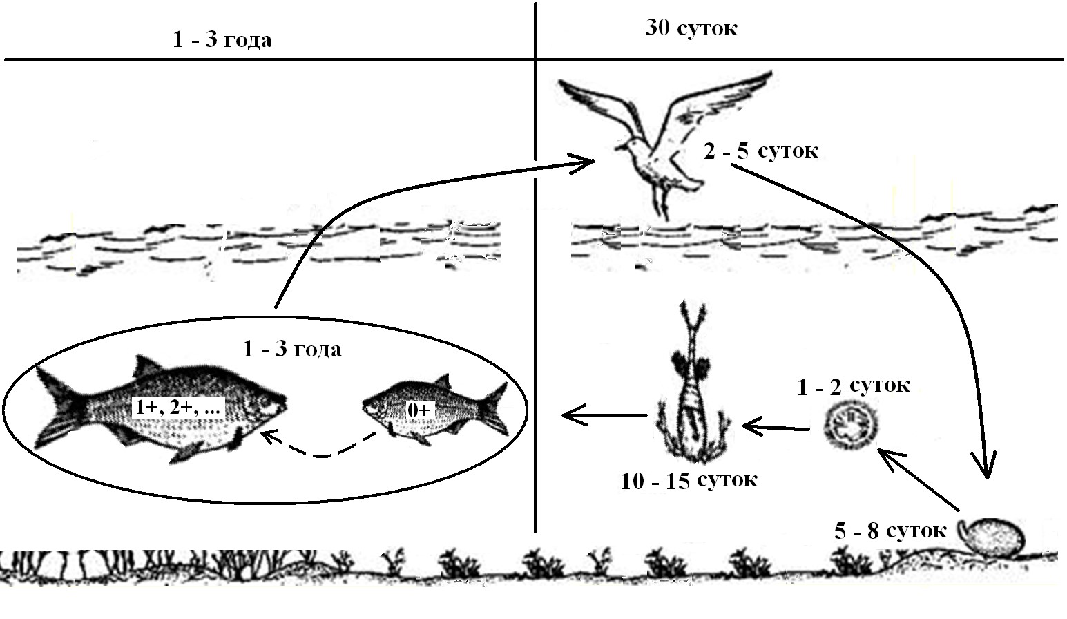 Рис. 2. Схема развития лигулеза рыб